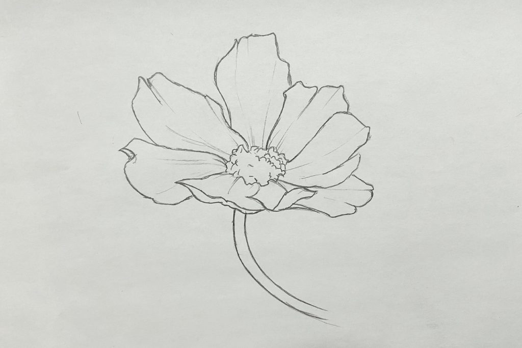 Fiore disegnato con linee di contorno