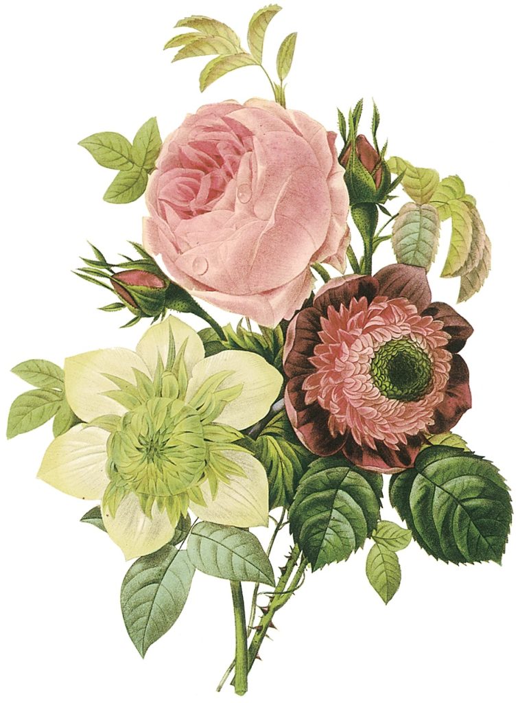 Redoute fiori con matite colorate